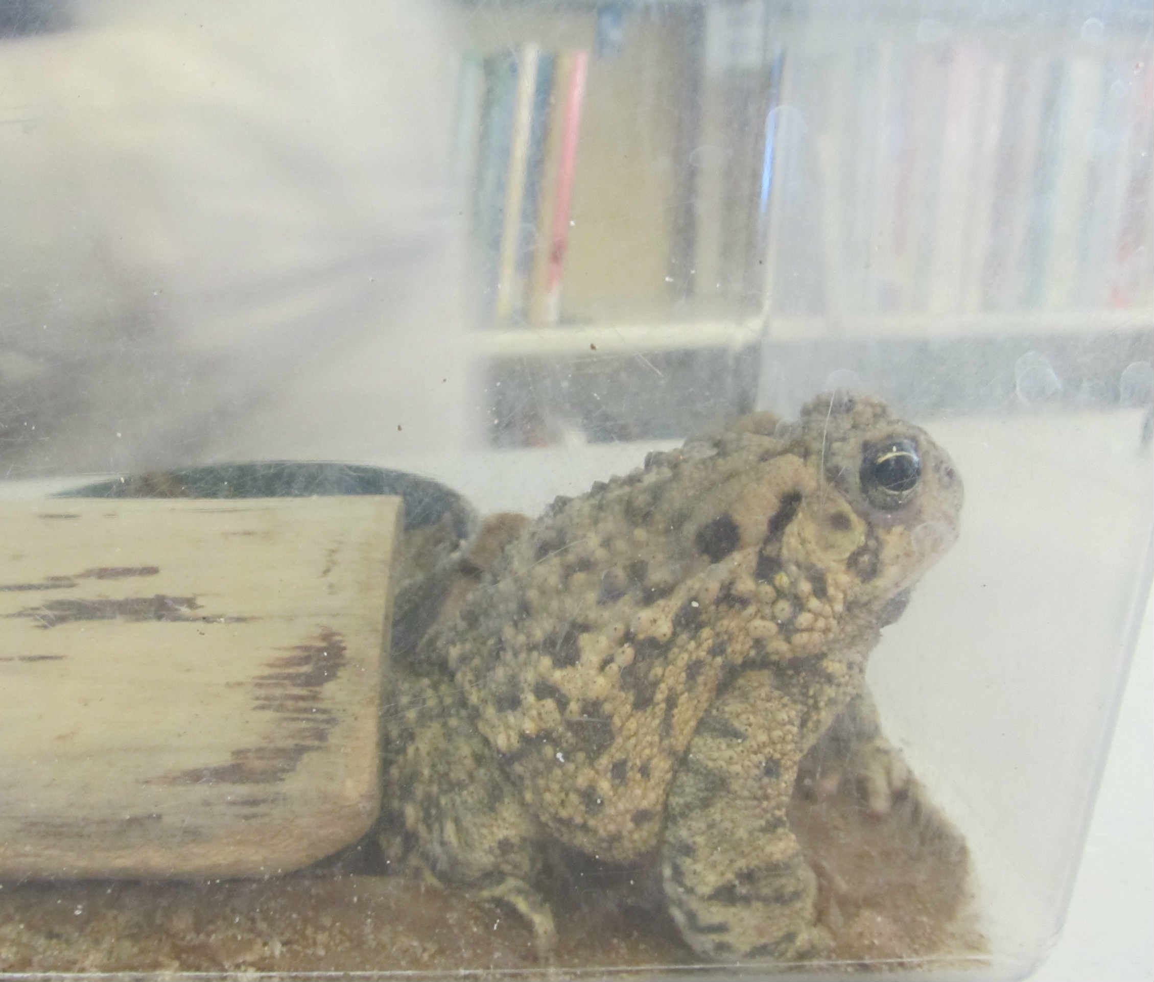 Chanute Public LIbrary Summer 2018